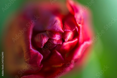 Red tulip bud close-up