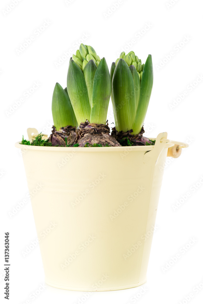 close-up of sprout purple hyacinth in a pot isolated on white background close-up of sprout purple hyacinth in a pot isolated on white background