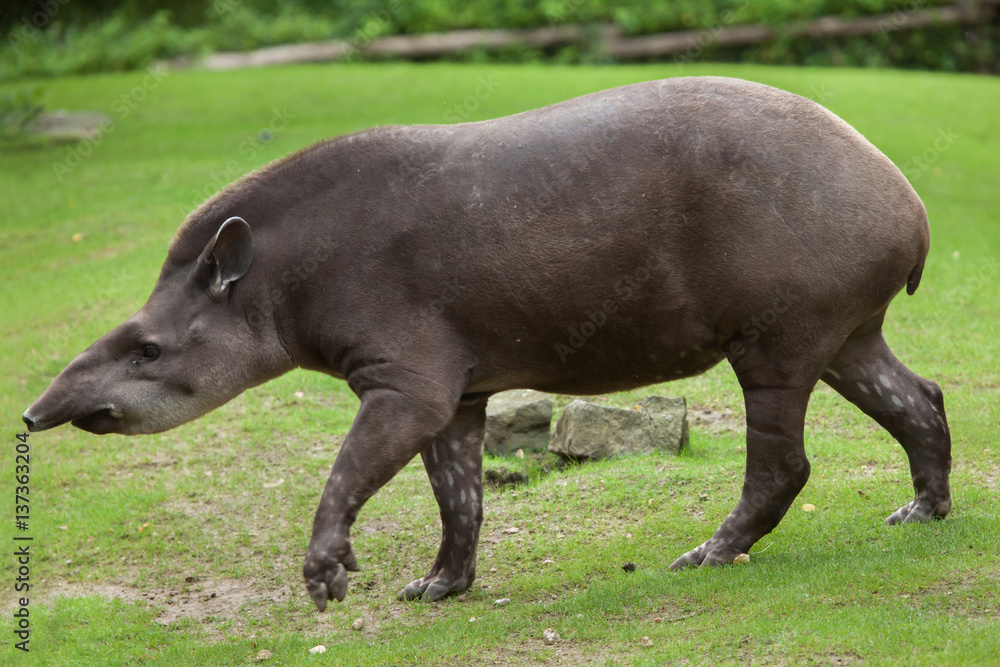 South American tapir (Tapirus terrestris) South American tapir (Tapirus terrestris)