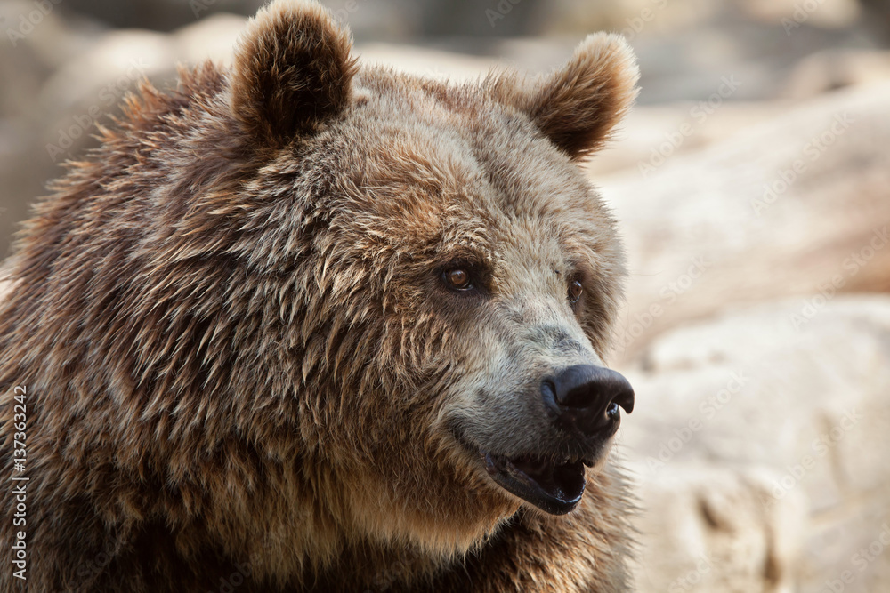 Eurasian brown bear (Ursus arctos arctos) Eurasian brown bear (Ursus arctos arctos)
