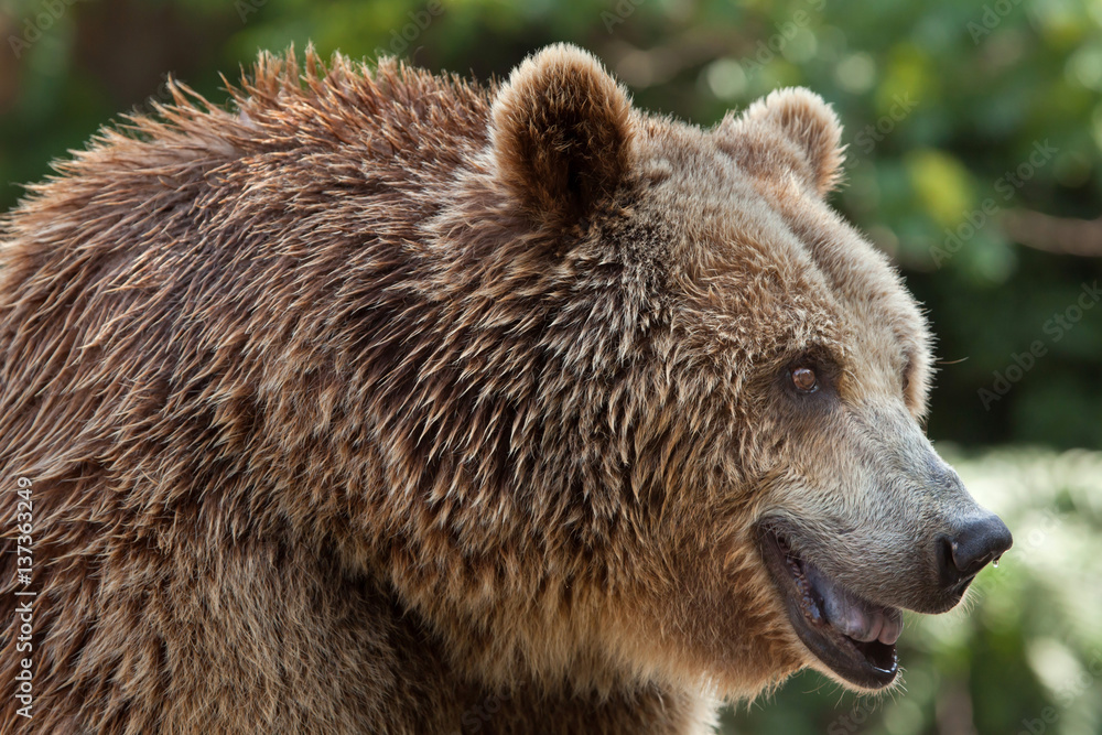 Eurasian brown bear (Ursus arctos arctos)