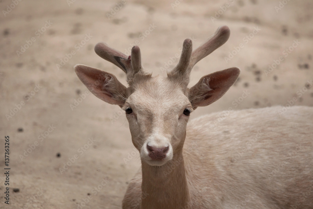 Fallow deer (Dama dama).