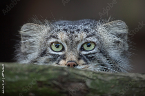 Fototapeta Naklejka Na Ścianę i Meble -  Pallas's cat (Otocolobus manul)