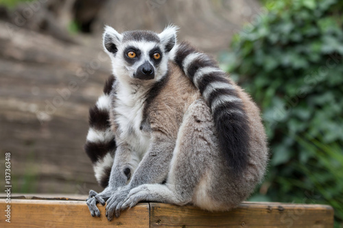 Ring-tailed lemur (Lemur catta)