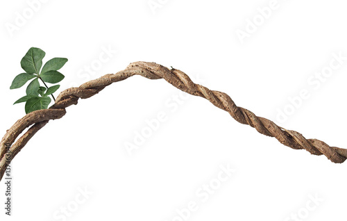 Twisted big jungle vines with leaves and budding of wild morning glory liana plant isolated on white background, clipping path included.
