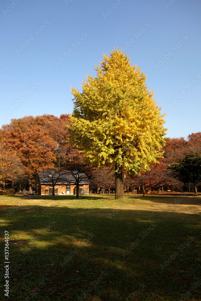代々木公園 代々木公園