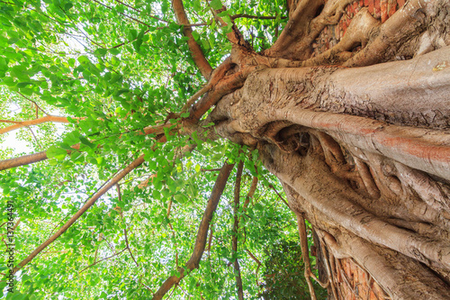 Big bodhi tree with green leaves close up