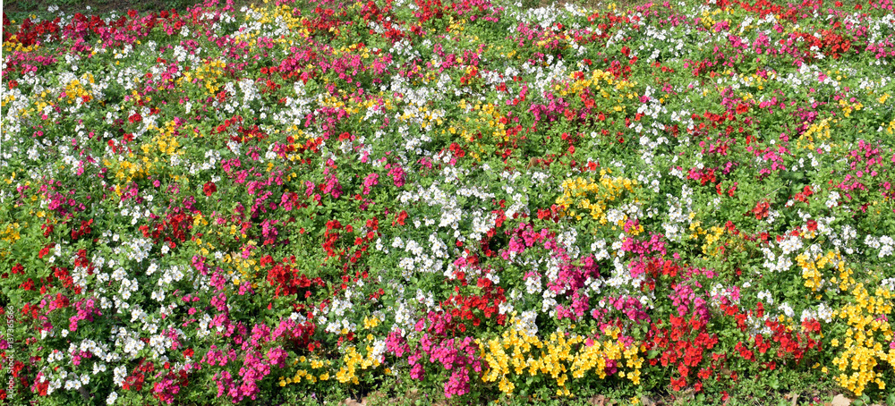 Flores en los jardines del parque

