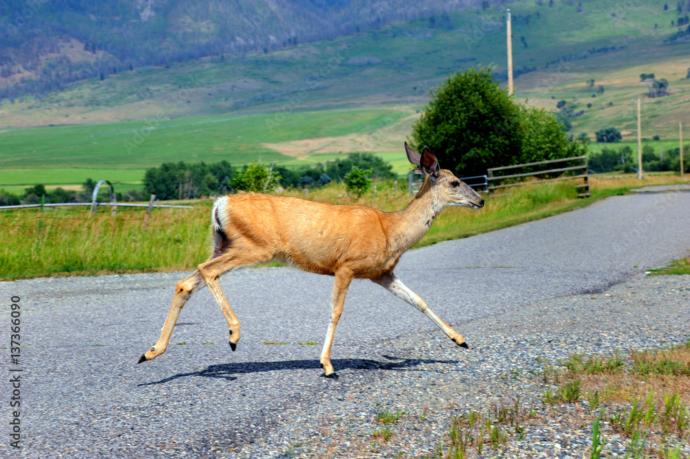 Obraz premium Crossing the Highway