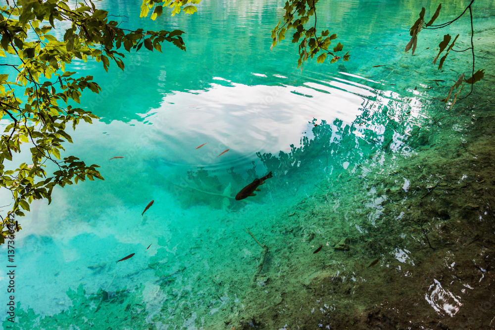 Fototapeta Fish swim in a forest lake in the crystal clear turquoise water. Plitvice, National Park, Croatia