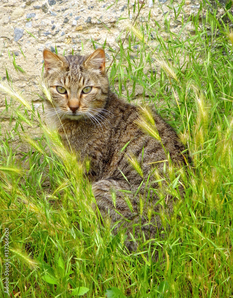 Photo of a tabby cat sitting in the grass