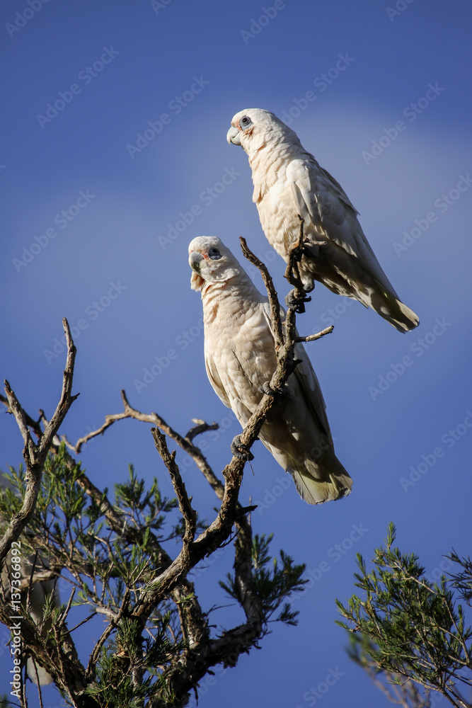 Couple of Little Corellas sitting on a branch against a blue sky, Dunsborough, Western Australia