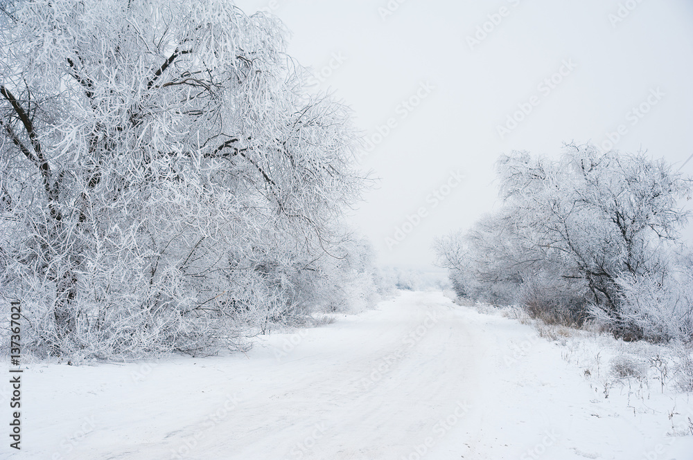 Dirt road in the forest in winter Dirt road in the forest in winter