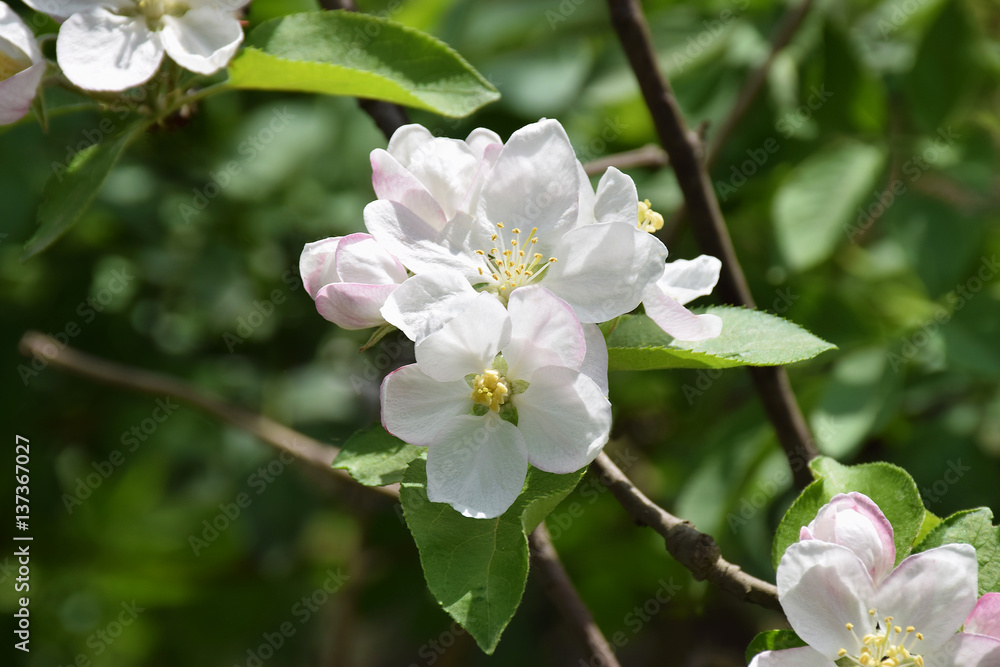 Obraz premium Apple blossom close-up. Spring. A new beginning.