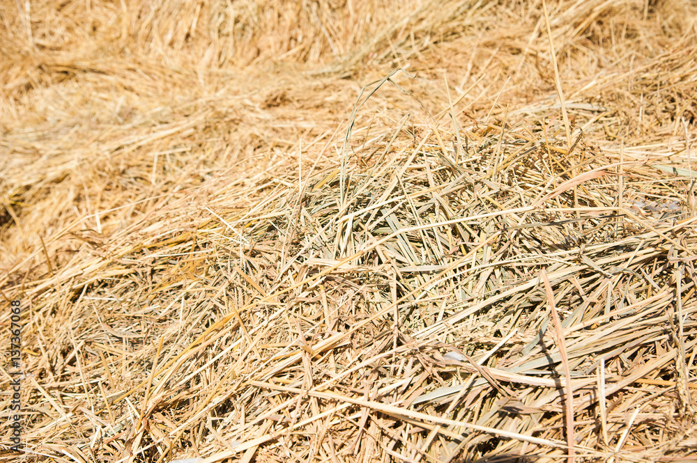 Storage with piles of stacks of hay Storage with piles of stacks of hay