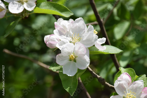 Apple blossom close-up. Spring. A new beginning.