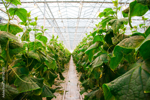 Cucumbers ripening in greenhouse