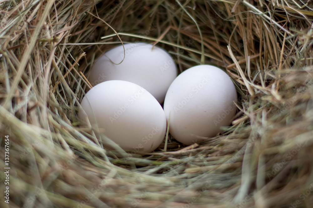 three eggs in hay