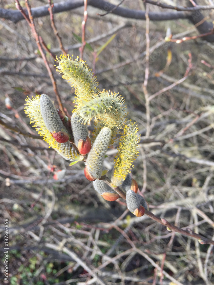 Disclosed buds on willow, dry tree branches. Winter, California. Disclosed buds on willow, dry tree branches. Winter, California.