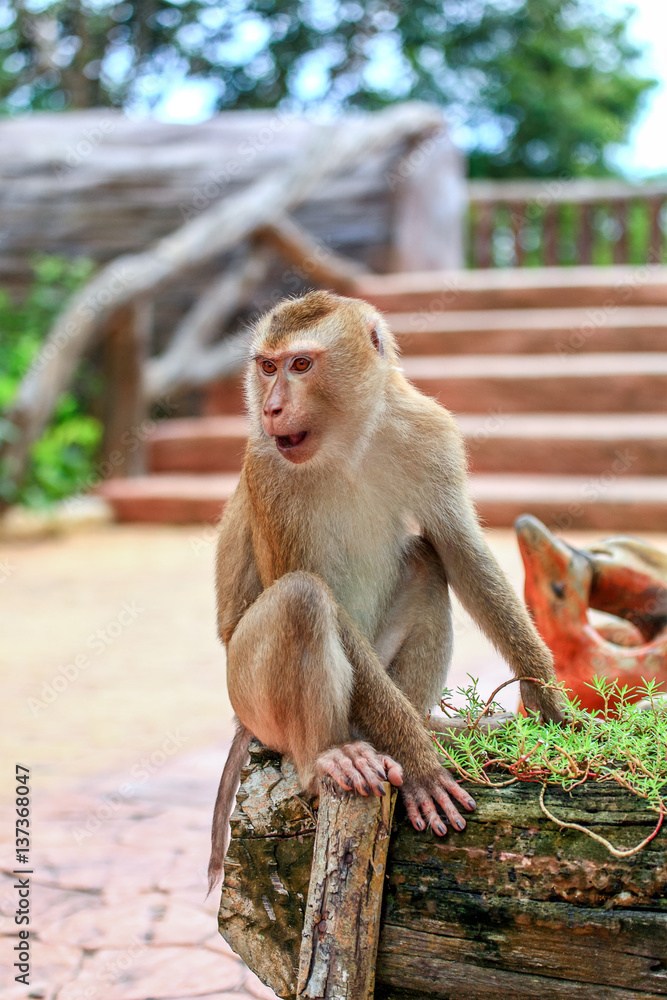 Fototapeta premium Monkey in the city.