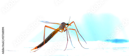 Foto The mosquito