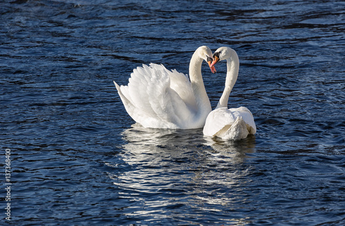 Two elegant white Swans mat...