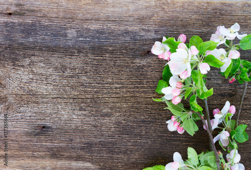 Apple tree fresh blossom with green leaves border on wooden background