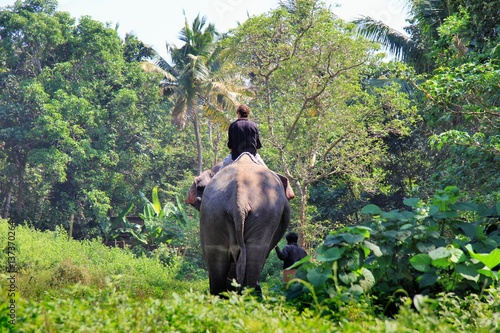 Un touriste est monté sur un éléphant en Inde
