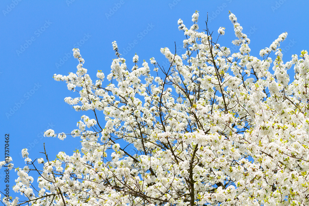 Blooming tree with apple flowers blossom on blue sky background