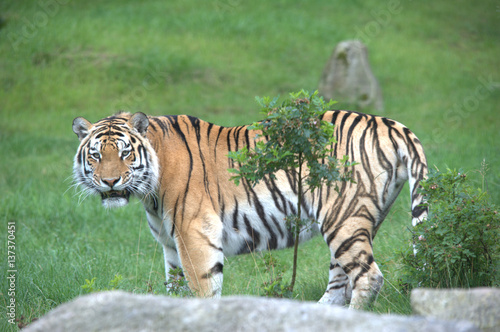 sibirischer tiger