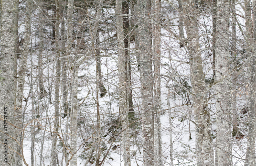 Trees and snow Trees and snow