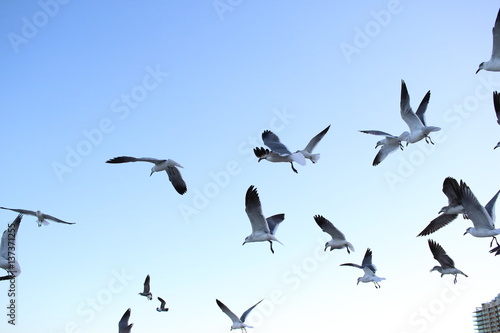 miami beach seagulls © mayneum