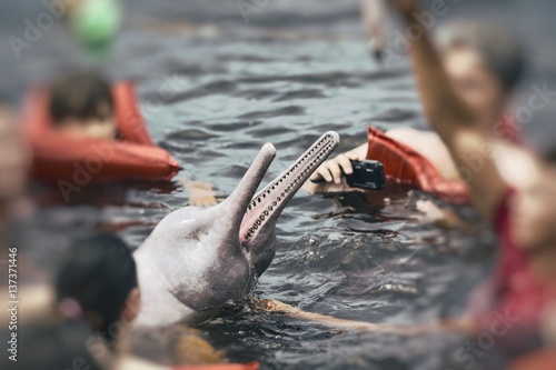 People feeding the famous Pink Dolphin (Boto Rosa) in Amazon, Brazil. photo