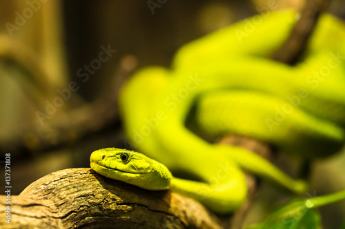 Green snake in the Hakenbecks animal park, Hamburg, Germany. photo