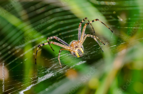 Wasp spider sits at the center of its web