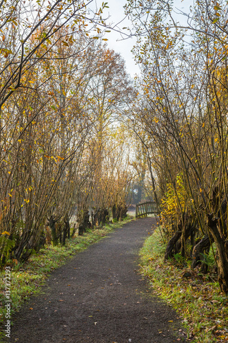 Gravel footpath lined by pollard willows, leading towards a pedestrians bridge in garden with autumn foliage
