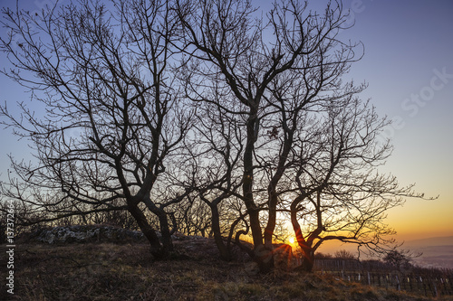 Sonnenuntergang mit Baumgruppe auf dem Goldberg im Burgenland