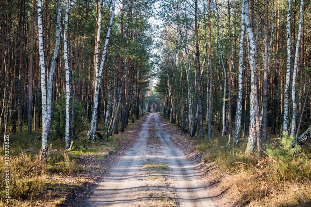 Obraz premium leśna droga