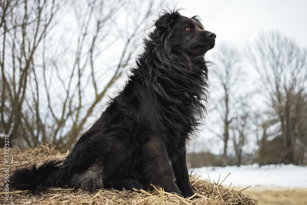 Portrait of a black dog Portrait of a black dog