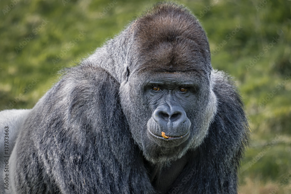 A close up head portrait of a silverback gorilla staring forward with food on his lips