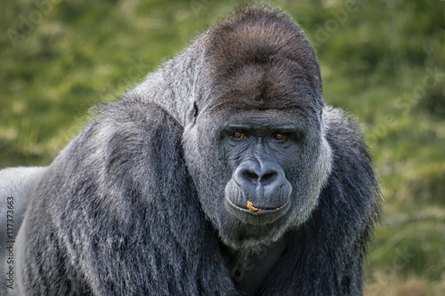 A close up head portrait of a silverback gorilla staring forward with food on his lips