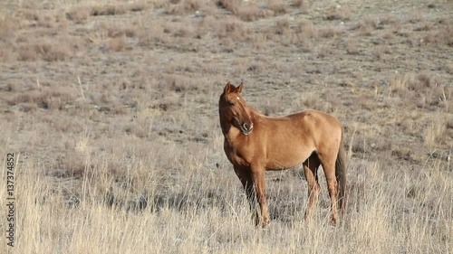 Wild horse grazing in the hills photo