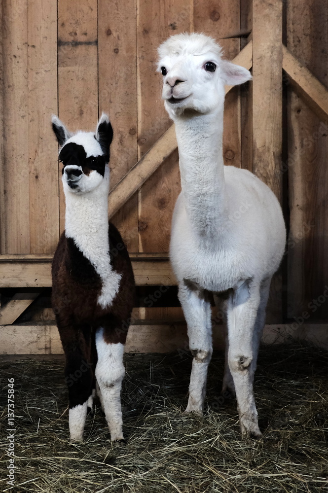 Obraz premium Alpacas