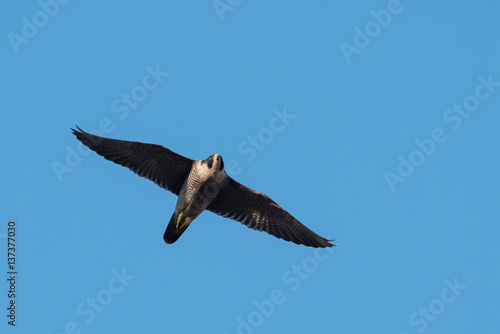 Peregrine Falcon  Falco peregrines