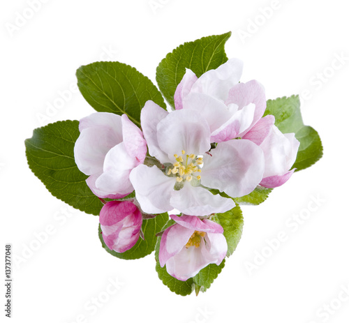 Apfelblüte