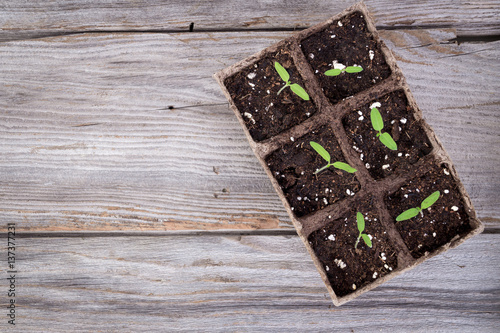 gardening square organic planting pots with tomato plant sprout