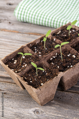 gardening square organic planting pots with tomato plant sprout