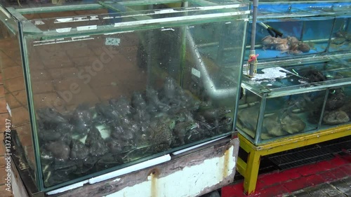 4K Alive Frogs For Sale and Cooking At The Night Market of the Street Tamsui. Shot in Taipei, Taiwan. -Dan photo