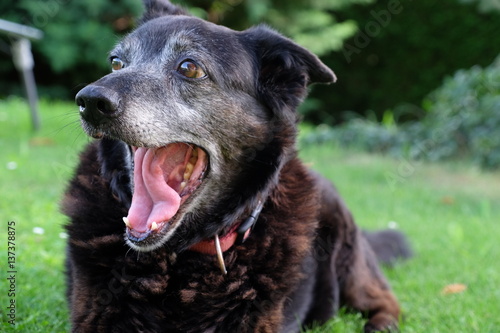 Old dog yawning