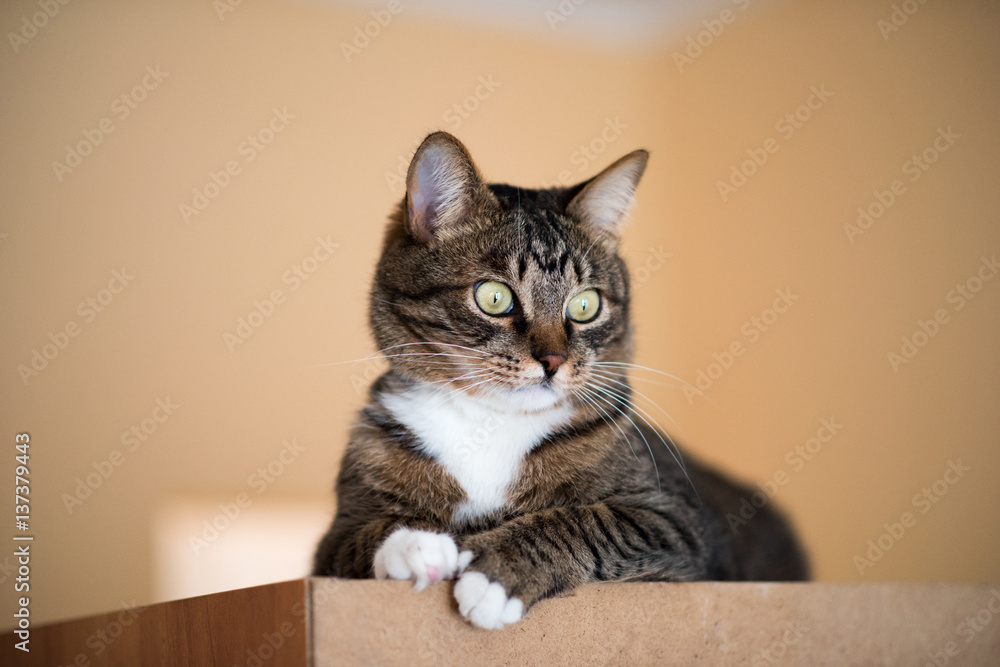Cat portrait close up, only head crop, cat in light brown and cream looking with pleading stare at the viewer with space for advertising and text, cat head. Beautiful cat. Cat portrait close up, only head crop, cat in light brown and cream looking with pleading stare at the viewer with space for advertising and text, cat head. Beautiful cat.
